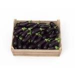 Brinjal
