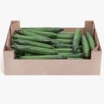Cucumber