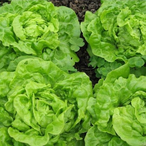 Lettuce